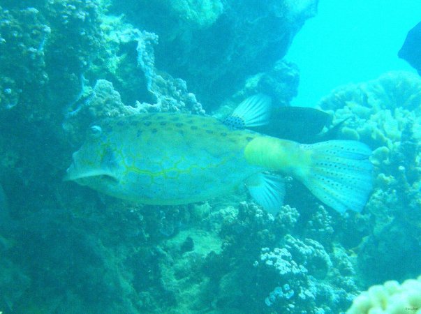 85- Poisson-coffre jaune 
